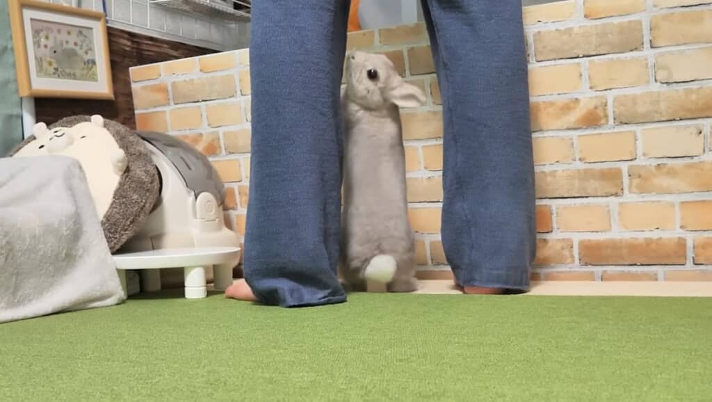 飼い主さんの足元を飛び跳ねるぽぽちゃん