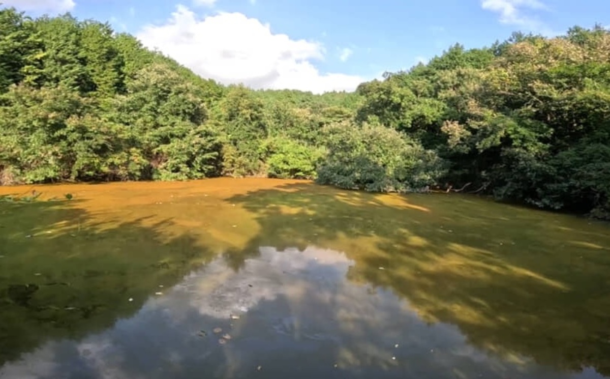 ザリガニが“600匹”いた池→水を全部抜いて1年後、見に行くと……　目を疑う光景に「こんなに変わるものなのか」「凄い凄い」（1/3） | その他生き物 ねとらぼ