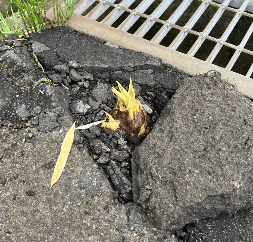 ど根性タケノコ