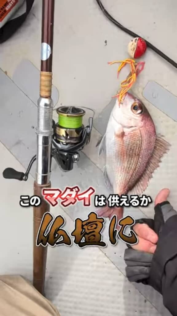 釣り上げたマダイはお供え物になりました