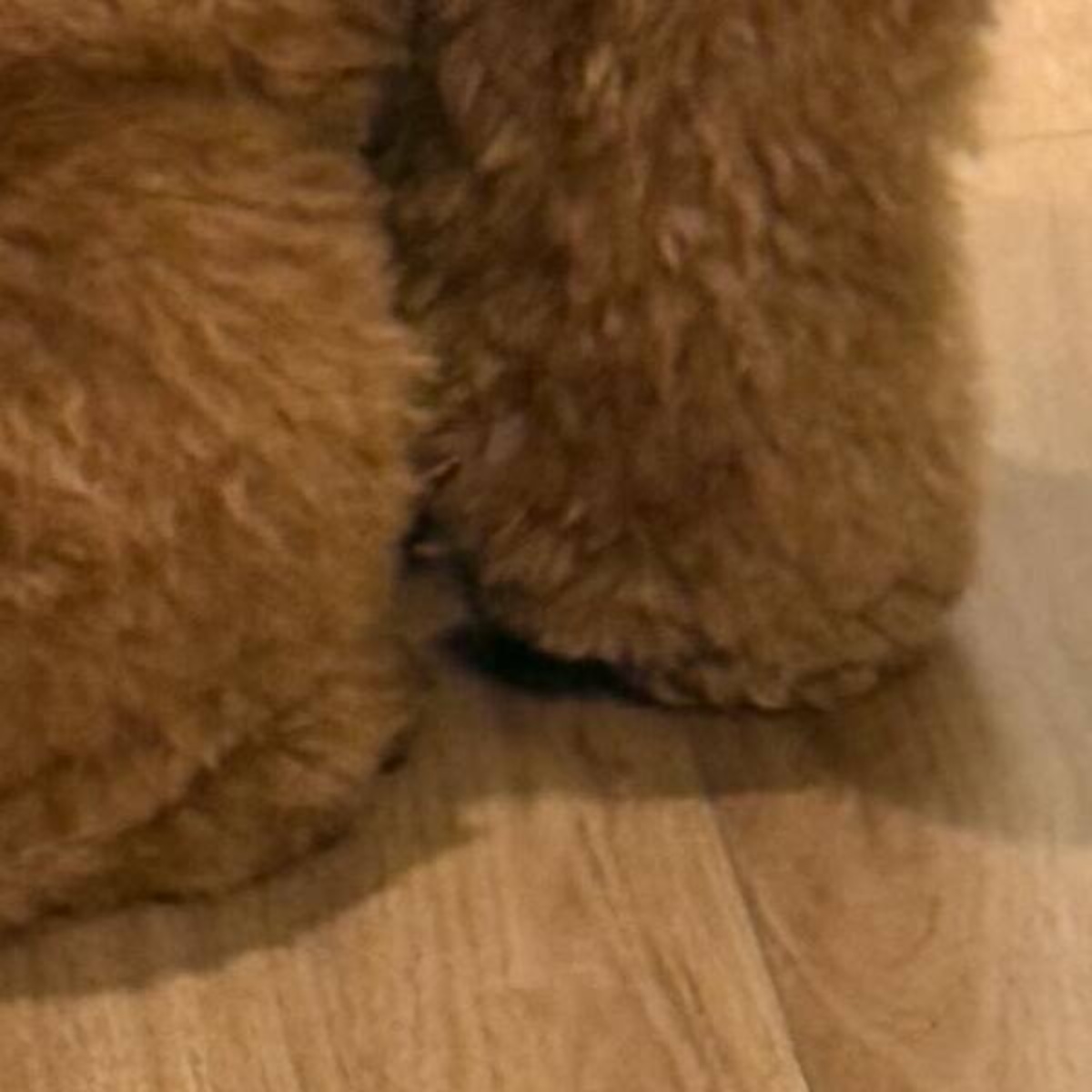 愛犬の予防接種へ→「犬間違えたと思われないかな？」　まさかの姿に「首もげるほど納得」「想像を遥かに超えてきた」と280万表示（1/3） | 犬 ねとらぼ