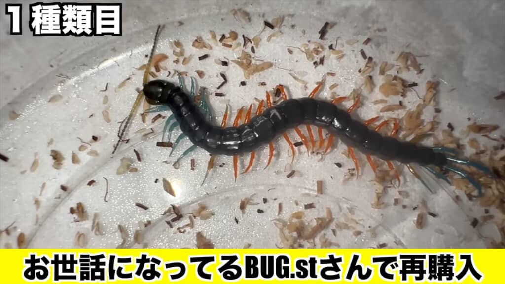 イベントで購入したムカデ・マレーシアンジュエル