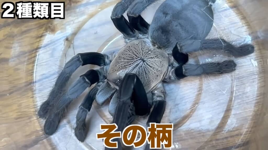 背面のクモの巣のような模様が印象的なスラウェシパープルアースタイガー