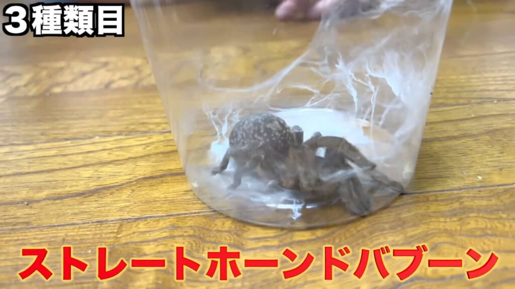 視聴者からもらったストレートホーンドバブーン