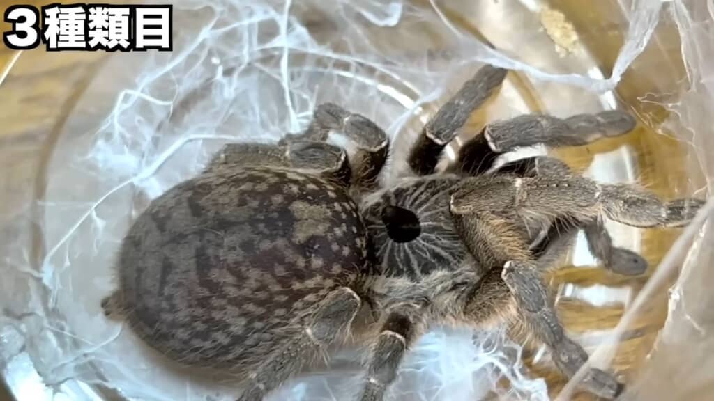 背面の角が特徴的なストレートホーンドバブーン