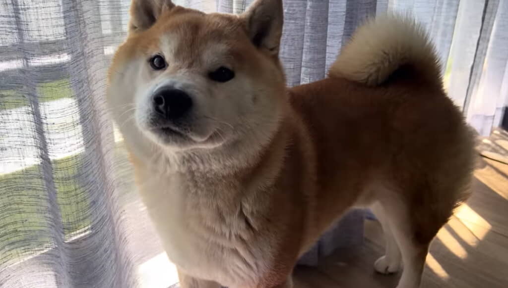 今日はお出かけする予定のこむぎくん