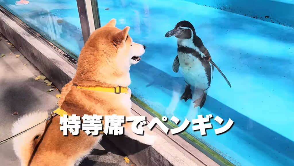 ペンギンさんが来てくれてうれしそう