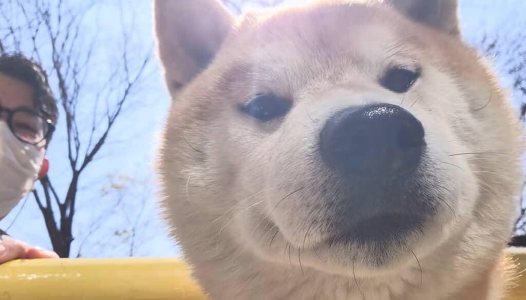 カメを見るこむぎくんのドアップも