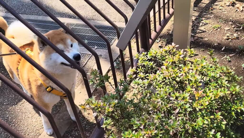 大好きなおサルさんにニッコニコ