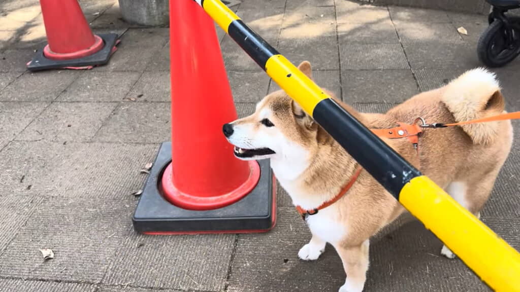 ロバさんと遊びたそうなわらびちゃん