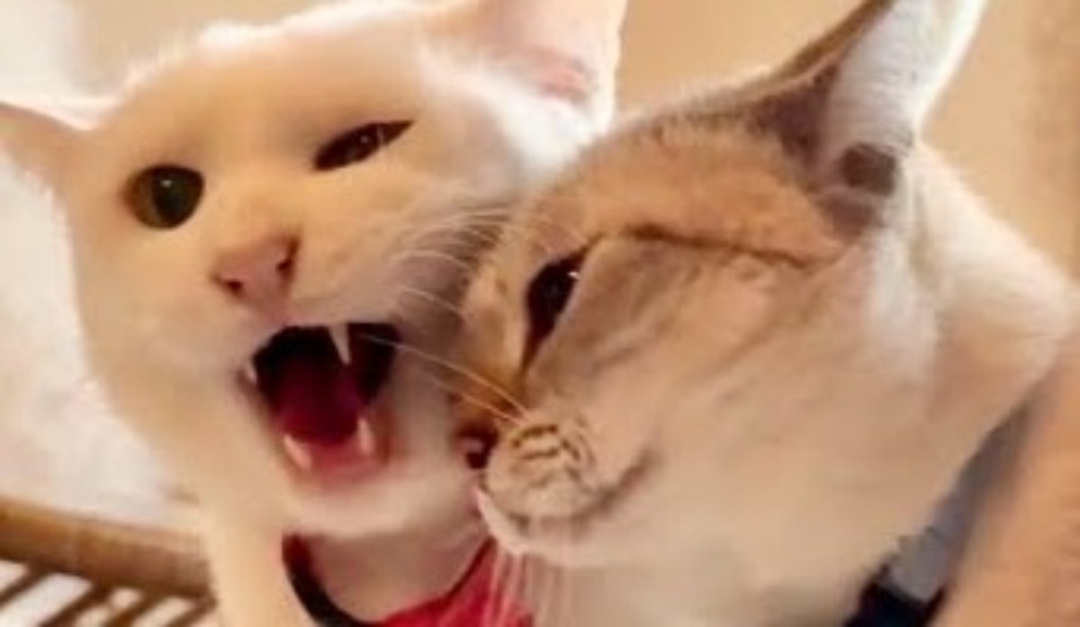 猫「やーめーろーやぁ！（怒）」→しかし、次の瞬間……　まさかの爆笑展開に「割って入っちゃったww」「本当に可愛い」（1/3） | 猫 ねとらぼ