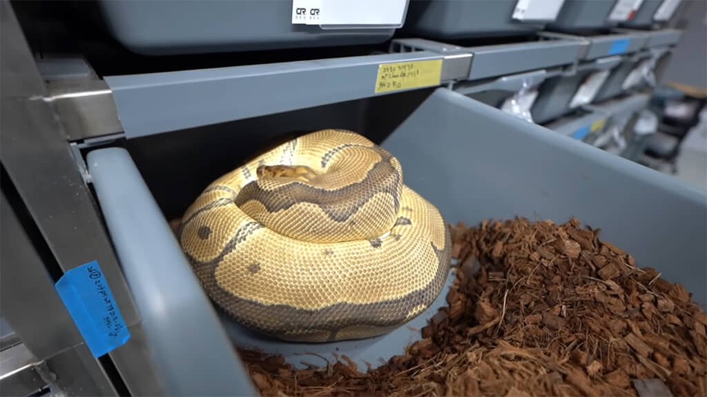 卵を抱えたメスの「Redstripeクラウン」