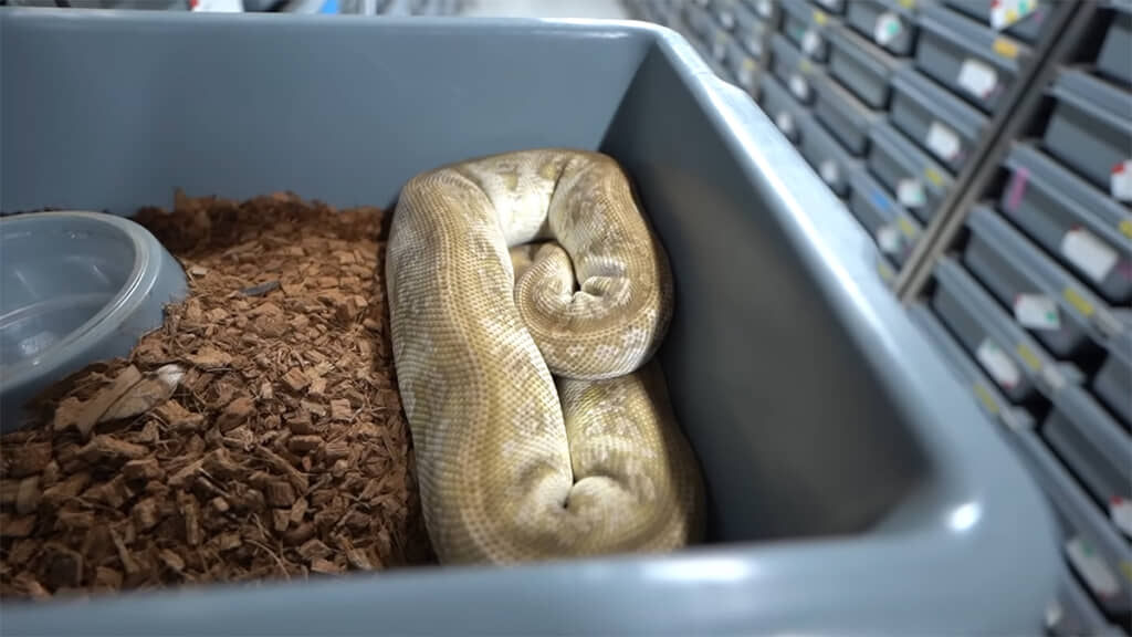 1000万円を使って輸入、繁殖している「コスモス」のオス