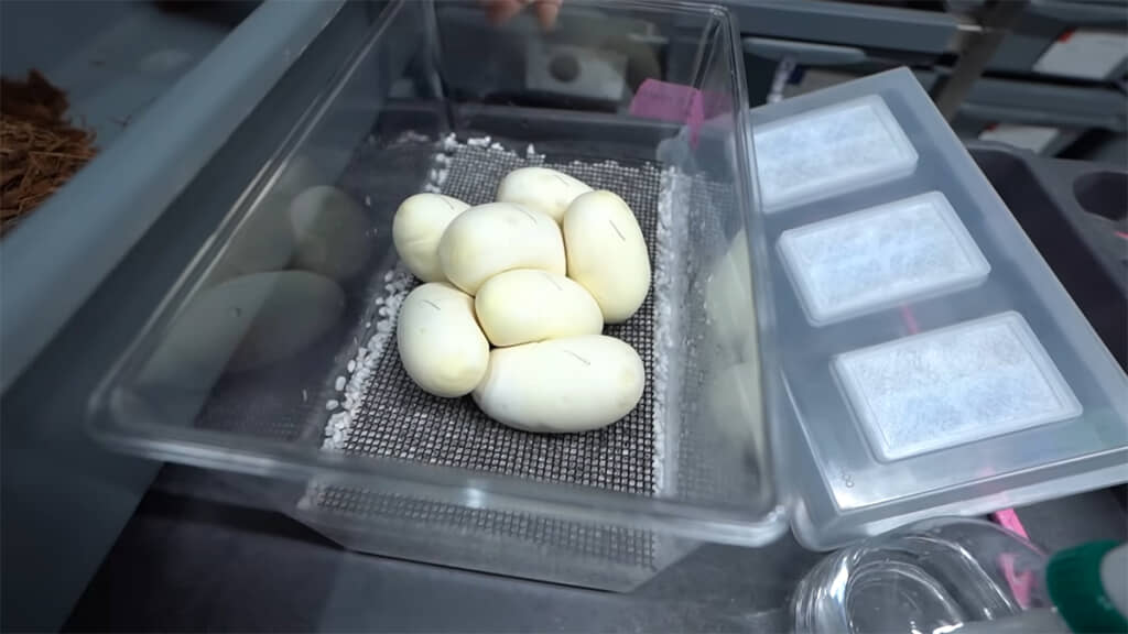 卵は印を付けてインキュベータールームへ