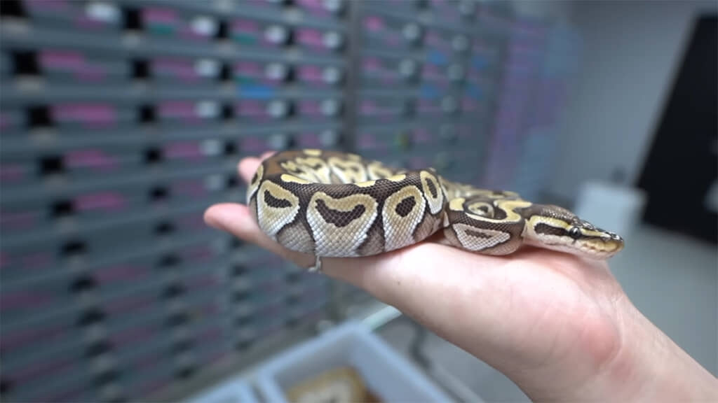 昨年生まれたモハベ、栓抜きのような柄が特徴的です