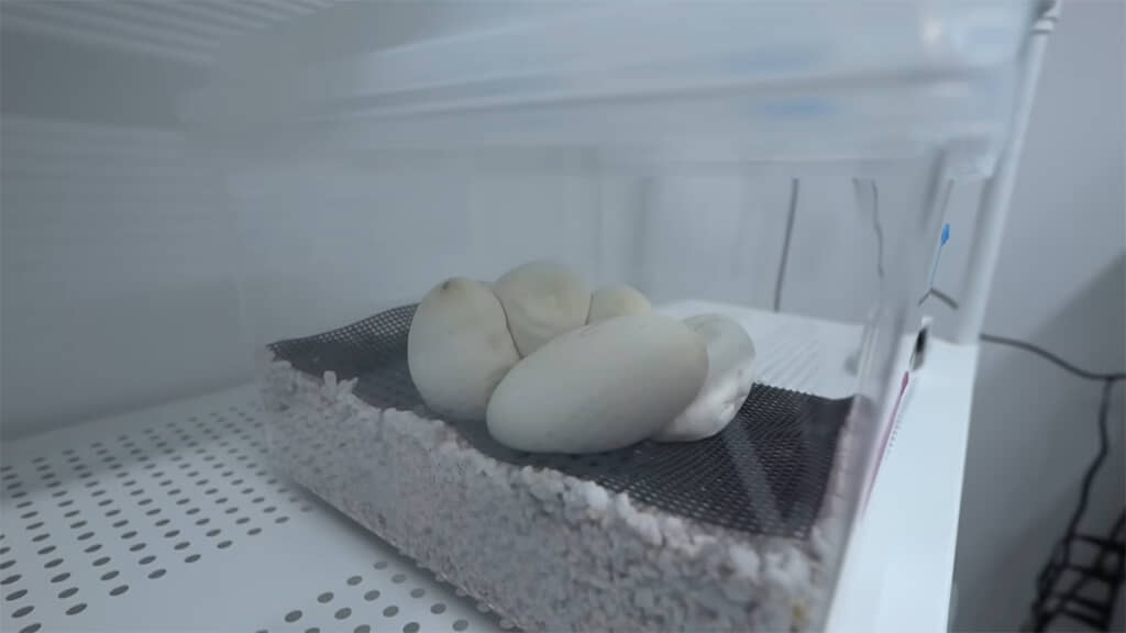 まだ卵に変化は見られません