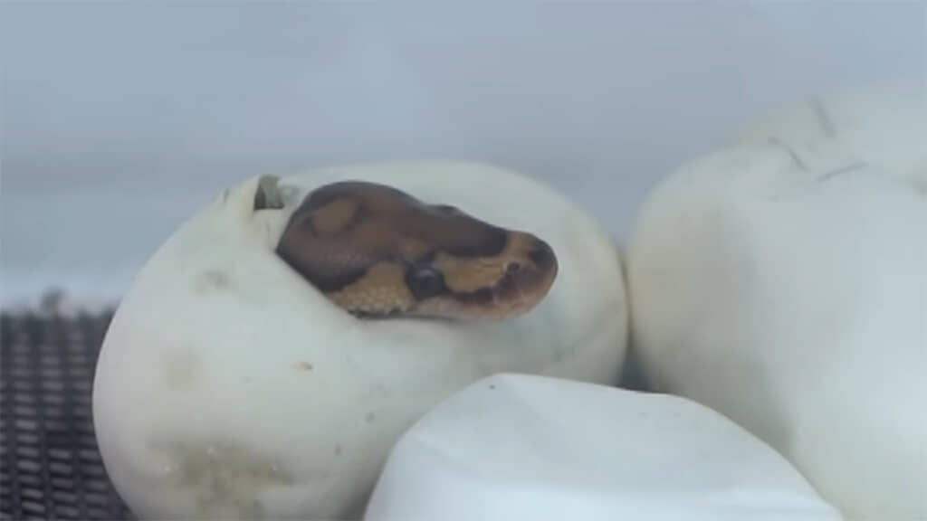 採卵から56日後、頭が出てきました