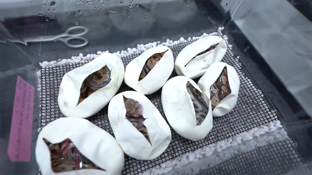 エッグカット後、7匹とも健康状態は悪くなさそうです