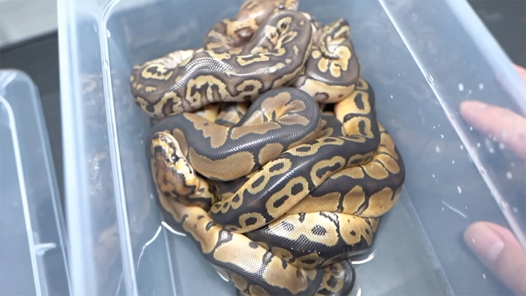 なぜかぎゅっと固まるクラッチメイトたち