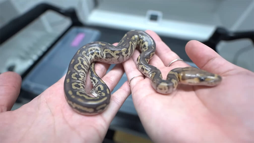 コスモスは7匹中1匹だけでした