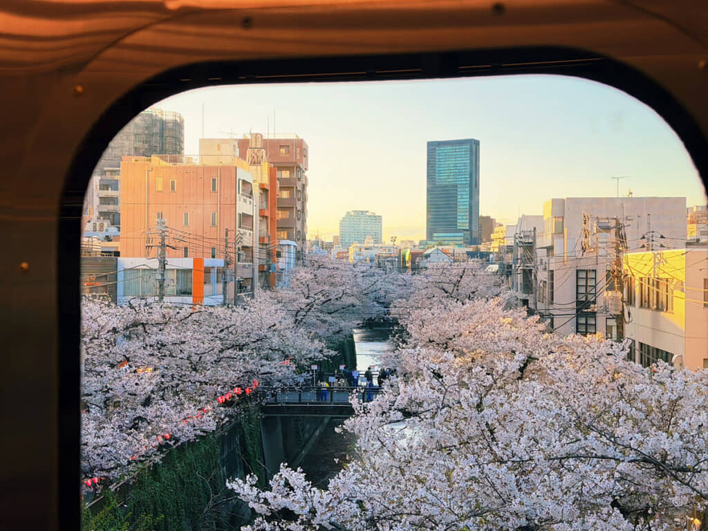 目黒川を彩る見事な桜。ロシアのかたの感想は……？