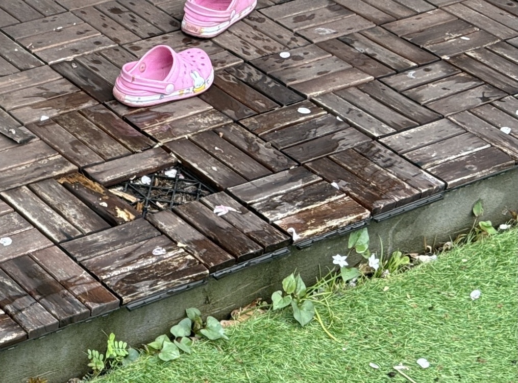 庭に急に生えてきたものとは？