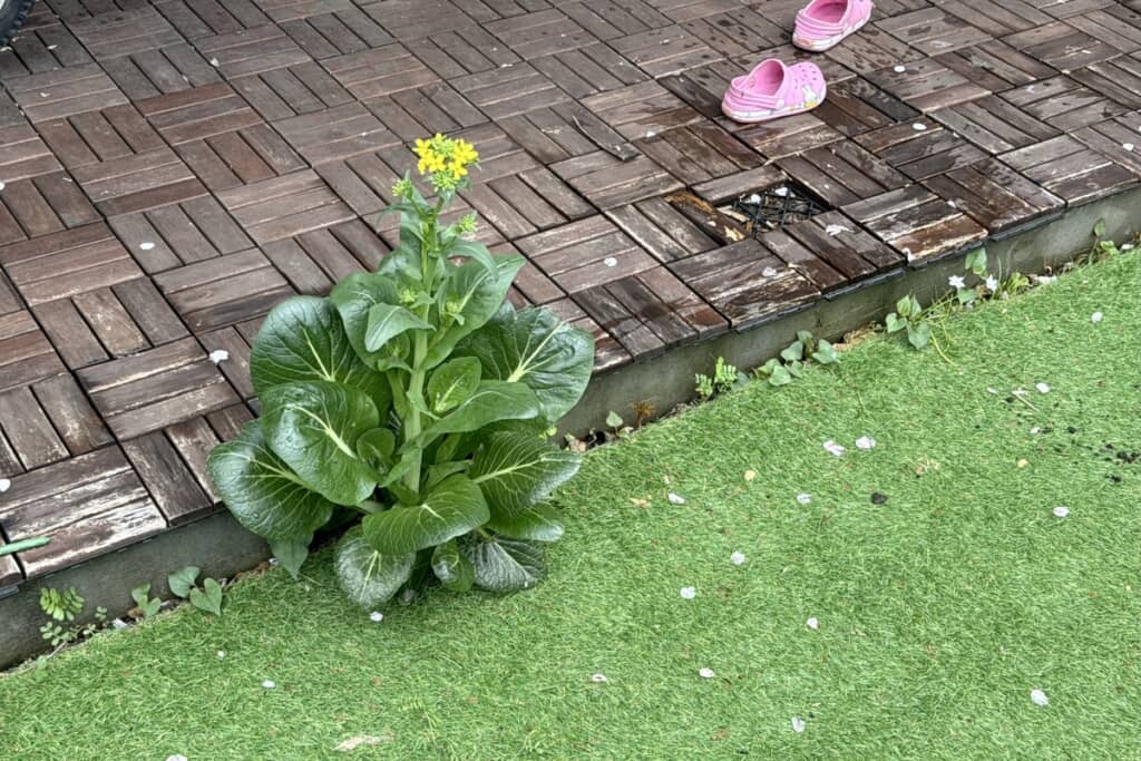 小松菜が生えてきた！