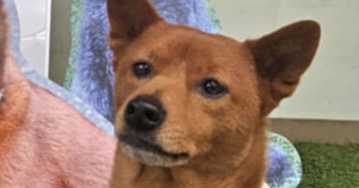 愛犬を連れてわんちゃん写真集のイベントに行ったら……「うちの子に