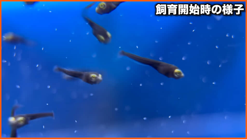 飼育開始時のライギョたち、オタマジャクシのようです