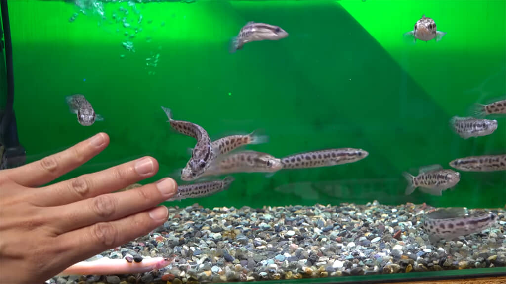 現在のライギョたち、元気いっぱいです