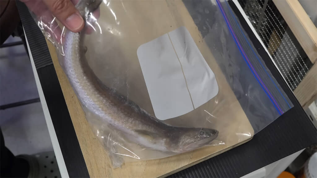 海で釣ったエソを与えていきます