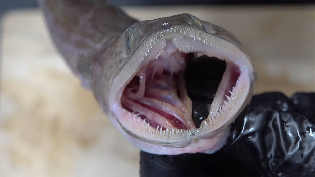 エソの口には細かくて鋭い歯がたくさん生えていました