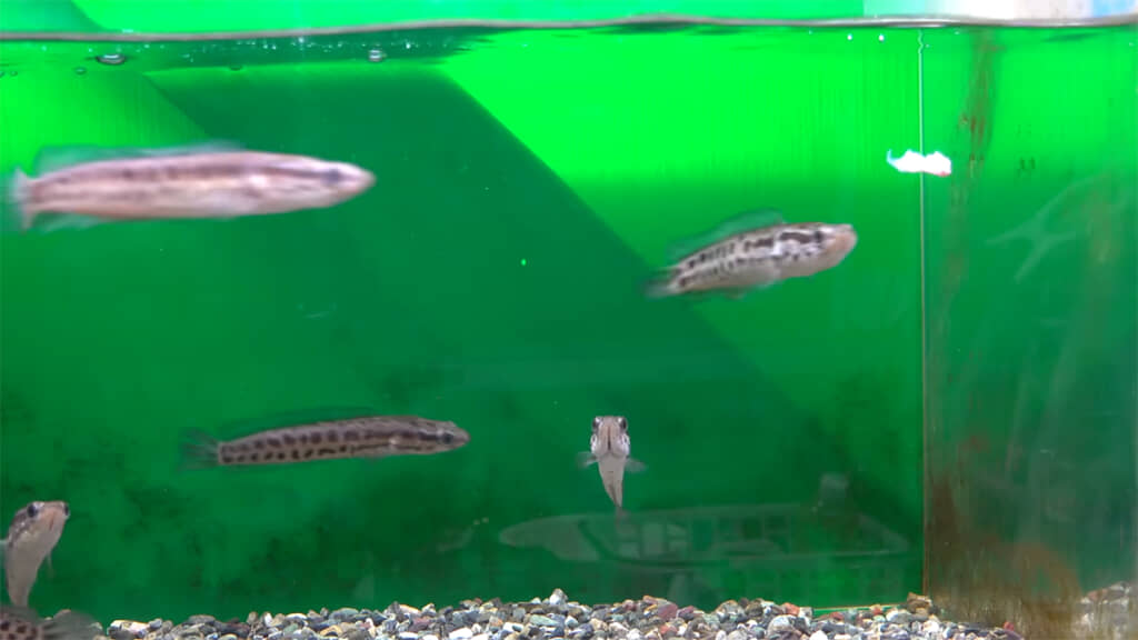 エソを一切れ落とすと、すごい勢いで食いつきました