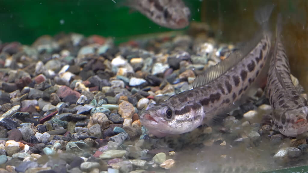 底でゆっくり獲物を飲み込むライギョ、かわいいです