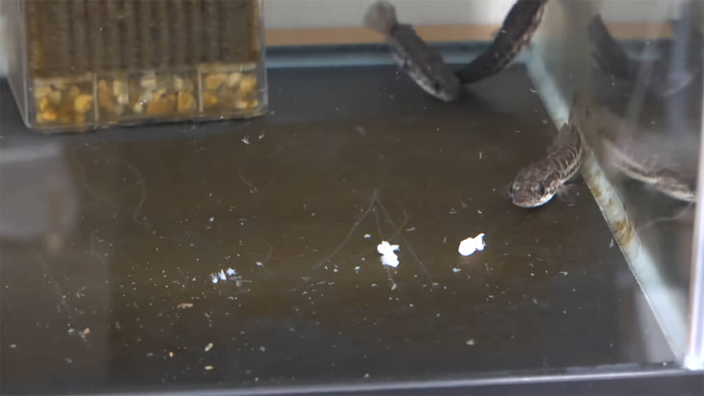 小さなライギョはあまり食いつきませんでした