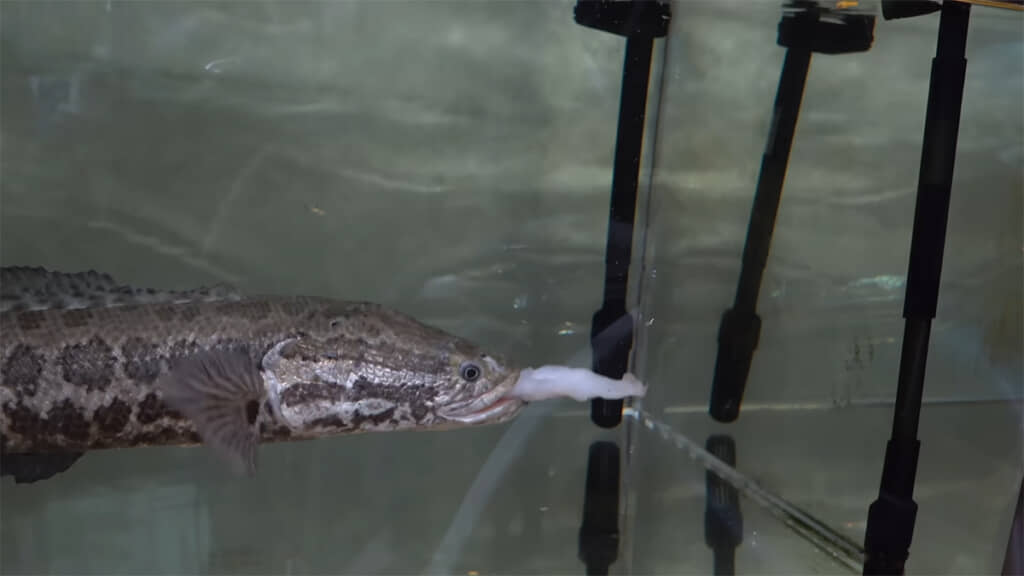 大きなライギョは大きめの切り身をぺろり