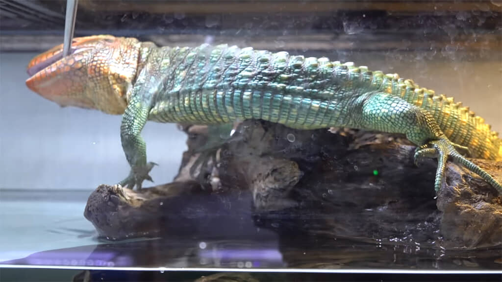 ギアナカイマントカゲはピンセットごと食いついていました