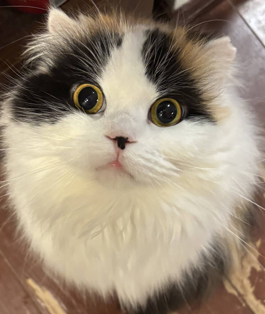 かわいさと圧がすごいキムチちゃん