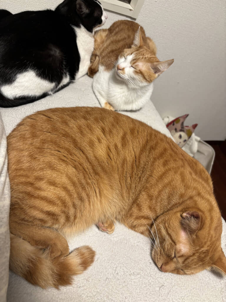 朝起きた飼い主さんのベッドの足元に広がっていた光景