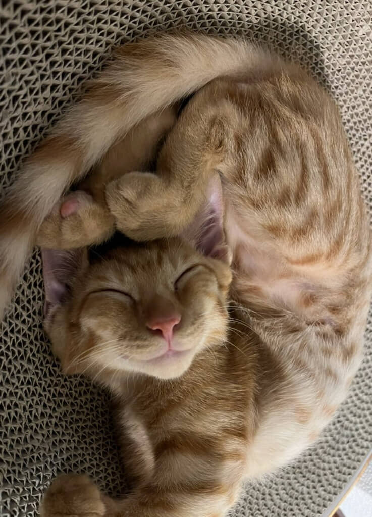 ニコニコでかわいすぎる寝顔！（嵐くんを家族にお迎えしたころの様子）