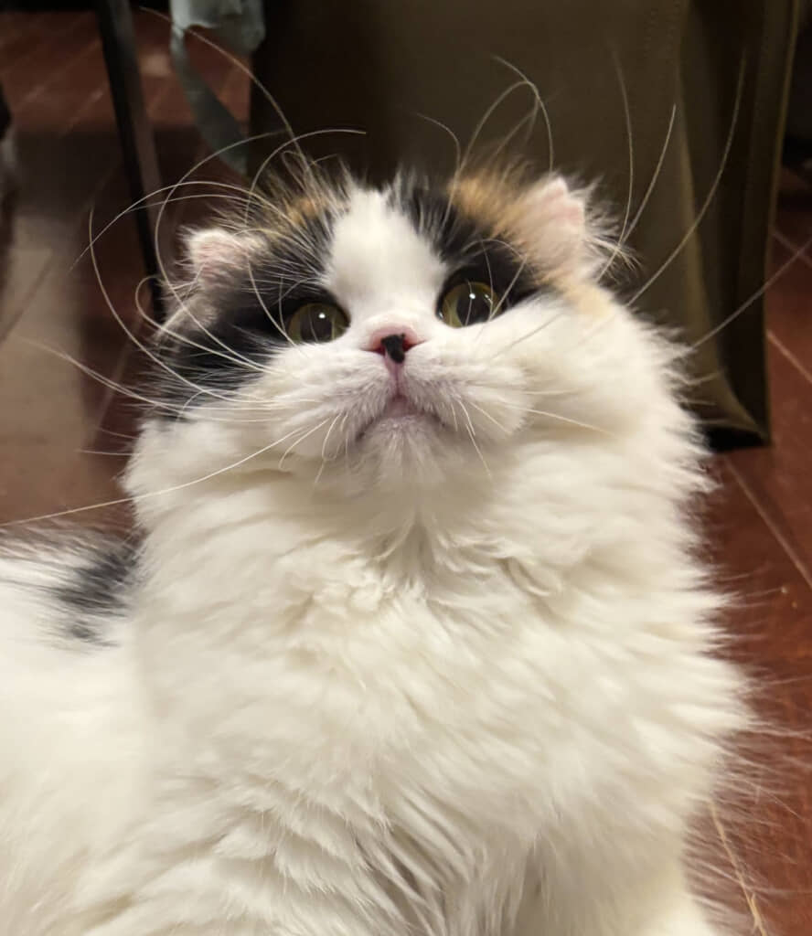 髭がかっこいいキムチちゃん