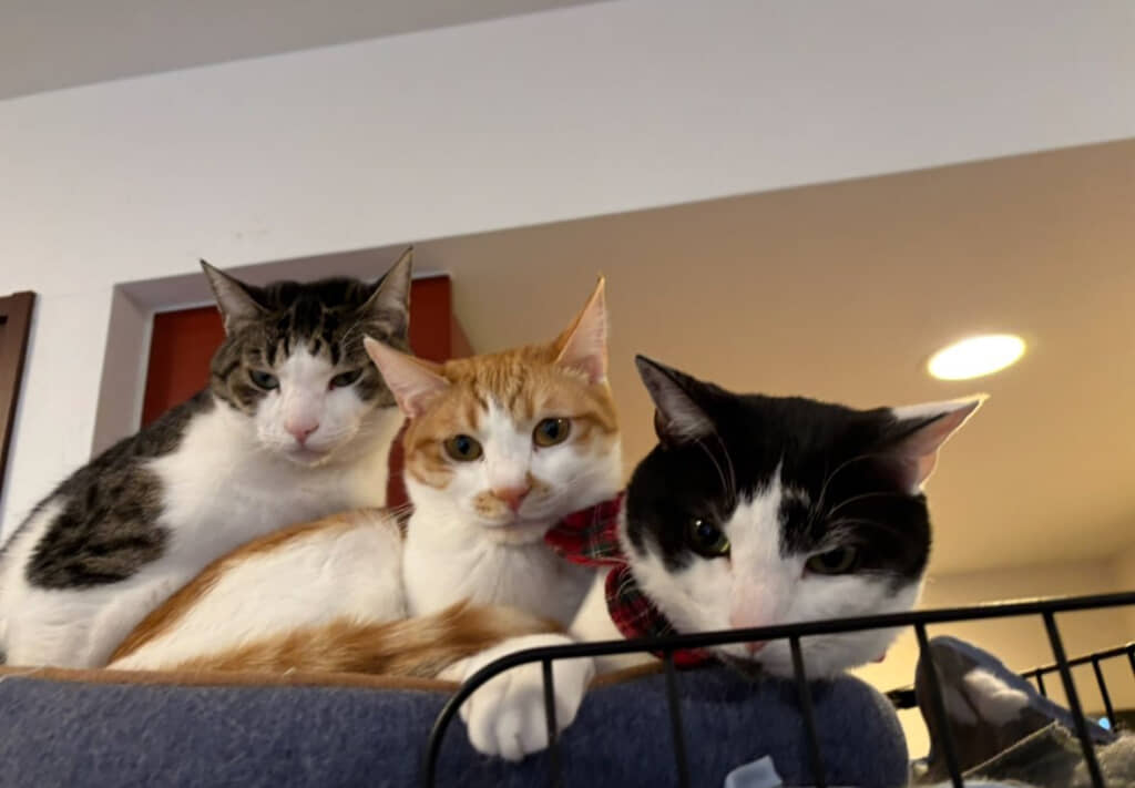 ある日目撃された“猫階段”