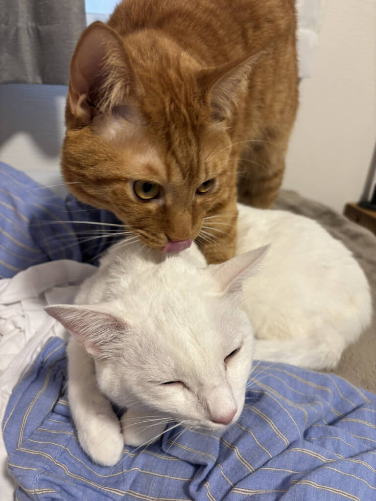 ひかりちゃんのことが好きな嵐くんです（※どちらも去勢・避妊済）