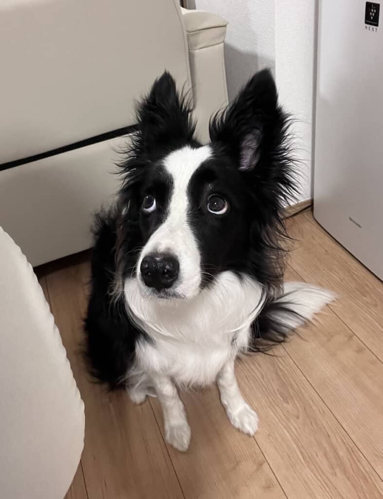 こっそりお団子を食べる飼い主さんをすごい目力で見るエマちゃん