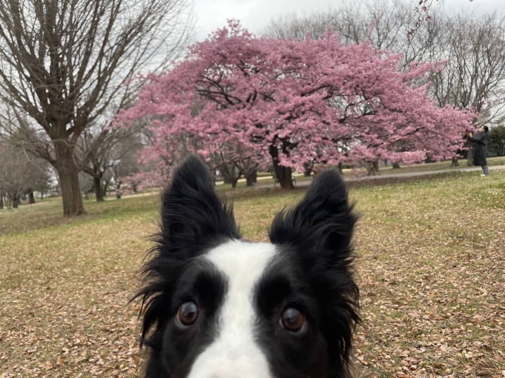 桜を撮ろうとしたらフレームインしてきたエマちゃん