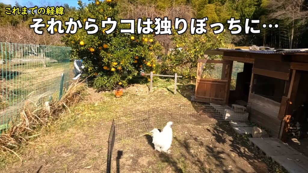 メスに先立たれたオスのニワトリが新しいメスに対面