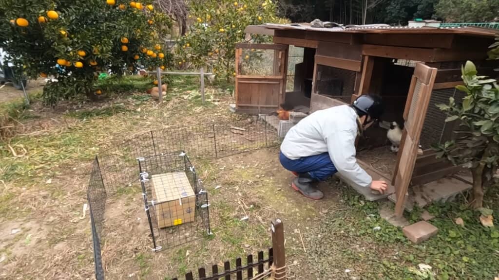 メスに先立たれたオスのニワトリが新しいメスに対面