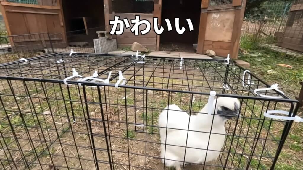 メスに先立たれたオスのニワトリが新しいメスに対面