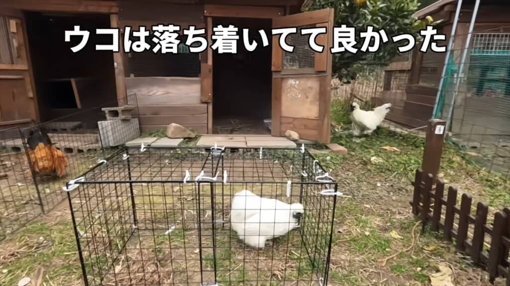 メスに先立たれたオスのニワトリが新しいメスに対面