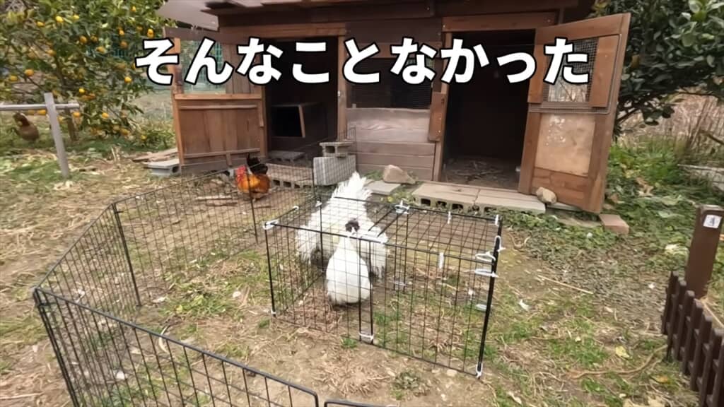 メスに先立たれたオスのニワトリが新しいメスに対面